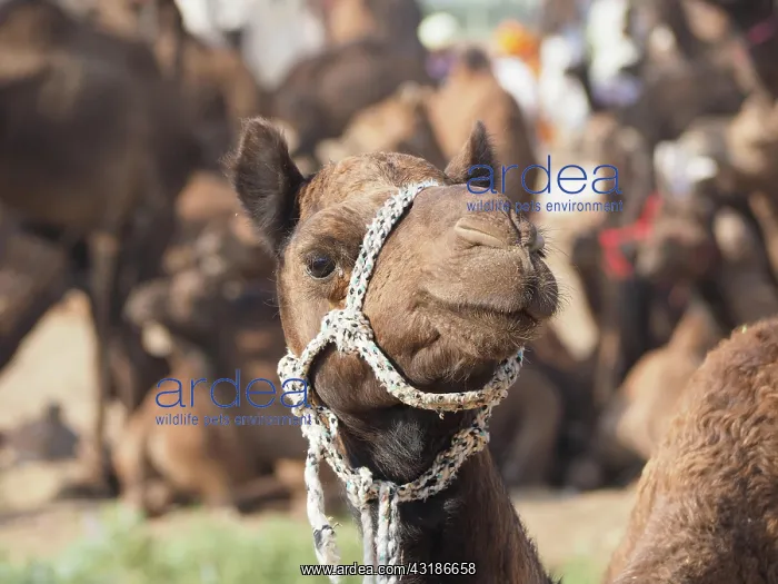 : Dromedary (Camelus dromedarius), Portrait, Camel : Dromedary (Camelus dromedarius), Portrait, Camel