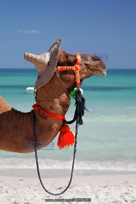 : Dromedary (Camelus dromedarius) wearing a hat, on : Dromedary (Camelus dromedarius) wearing a hat, on