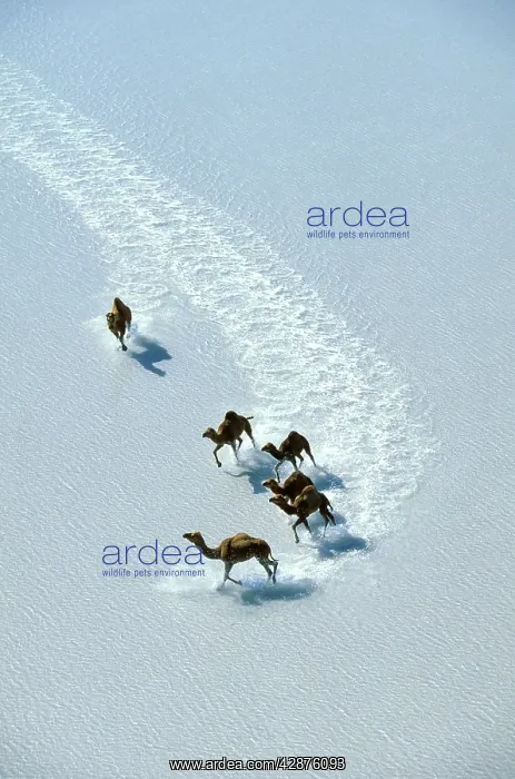 : Dromedary - Crossing salt / shallow water : Dromedary - Crossing salt / shallow water