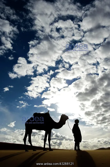 : Dromedary - with desert guide : Dromedary - with desert guide