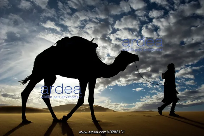 : Dromedary - with desert guide : Dromedary - with desert guide