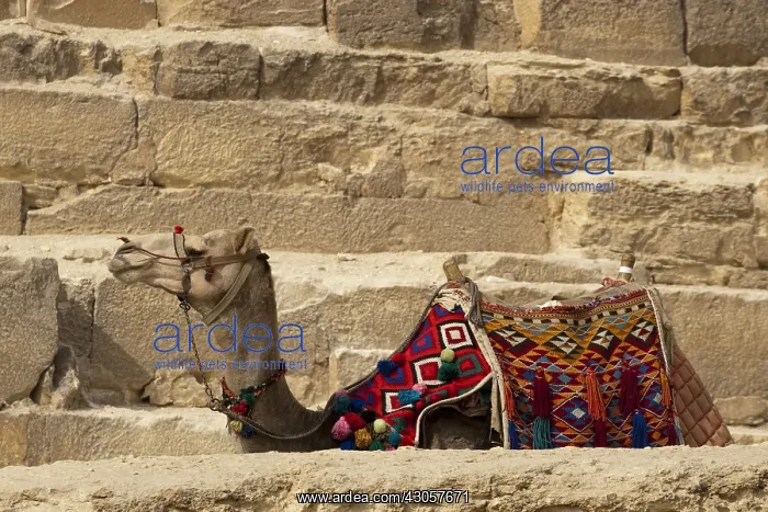 : Dromedary lying in front of a pyramid Egypt : Dromedary lying in front of a pyramid Egypt
