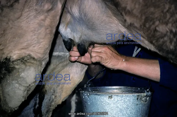 : Dromedary a One-humped Camel - being milked : Dromedary a One-humped Camel - being milked