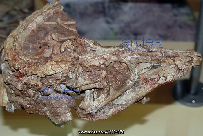 : Dromicosuchus grallator : Dromicosuchus grallator