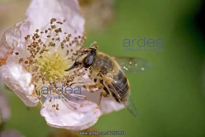 : Drone Fly (Eristalis tenax) : Drone Fly (Eristalis tenax)