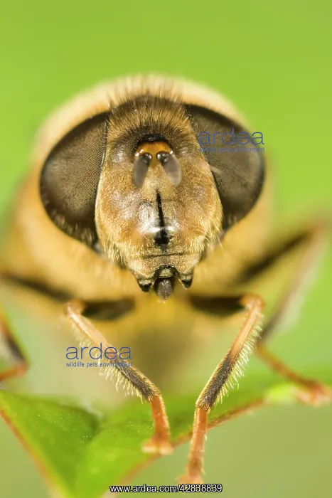 : Drone-fly (Eristalis tenax). Close up of Face and Eyes : Drone-fly (Eristalis tenax). Close up of Face and Eyes