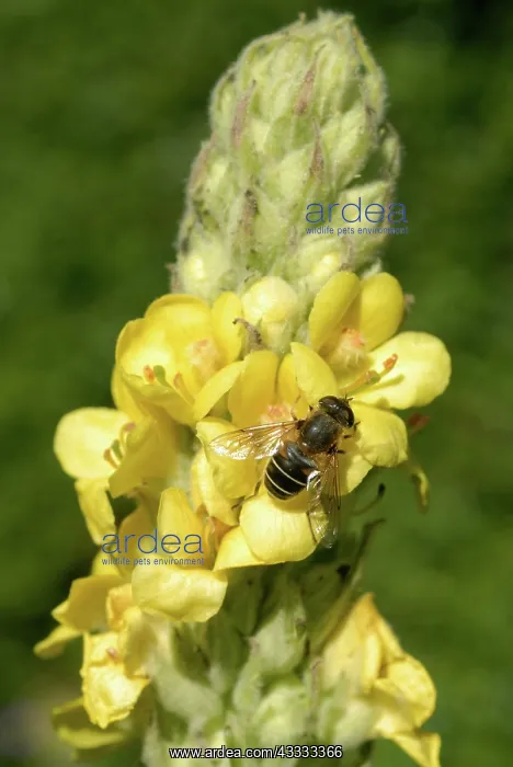  : Drone fly on common mullein flower