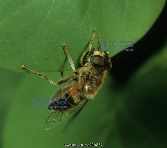 : Drone Fly (Eristalis tenax) : Drone Fly (Eristalis tenax)