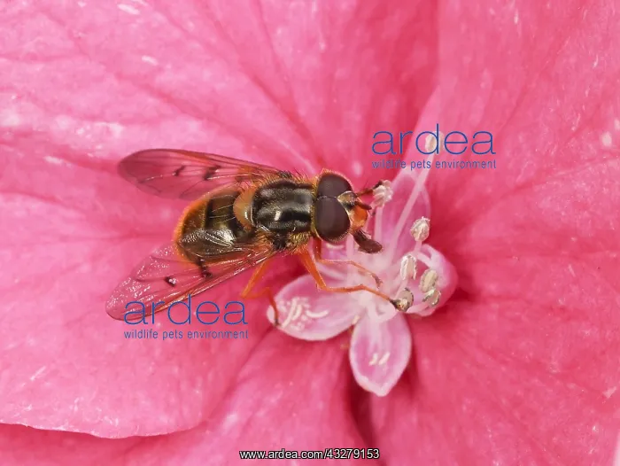 : Drone Fly (Eristalis tenax) taking pollen from : Drone Fly (Eristalis tenax) taking pollen from