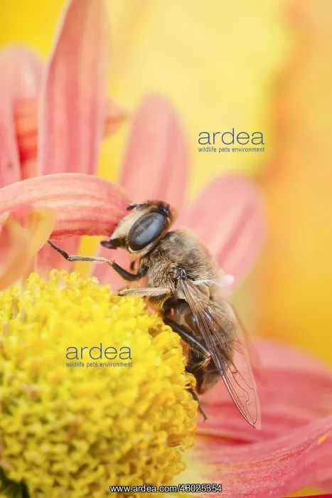 : Drone fly - feeding on chrysanthemum flower, Norfolk UK : Drone fly - feeding on chrysanthemum flower, Norfolk UK