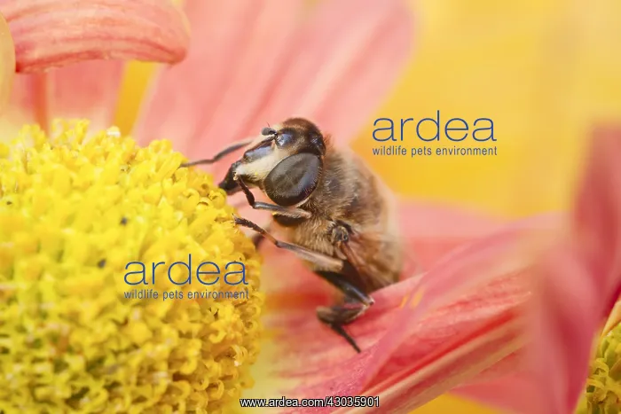 : Drone fly - feeding on chrysanthemum flower, Norfolk UK : Drone fly - feeding on chrysanthemum flower, Norfolk UK