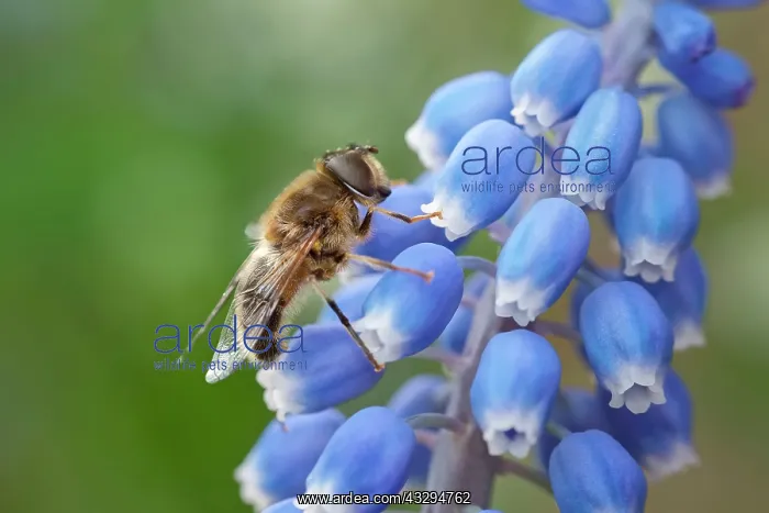 : Drone Fly - on Grape Hyacinth flowers : Drone Fly - on Grape Hyacinth flowers