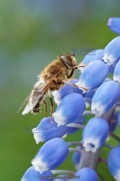 : Drone Fly - on Grape Hyacinth flowers : Drone Fly - on Grape Hyacinth flowers