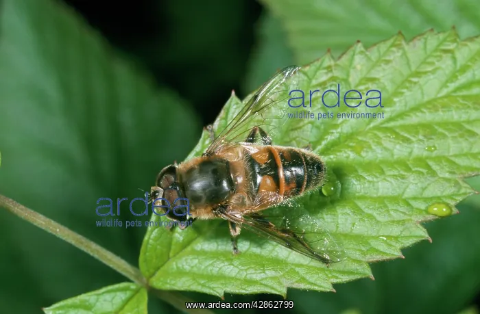 : DRONE FLY, a Hoverfly - from above : DRONE FLY, a Hoverfly - from above