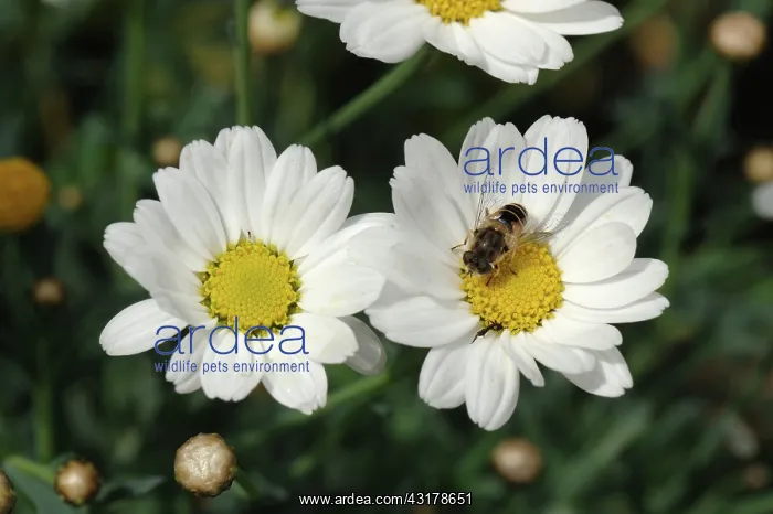 : Drone fly on Marguerite Daisy : Drone fly on Marguerite Daisy