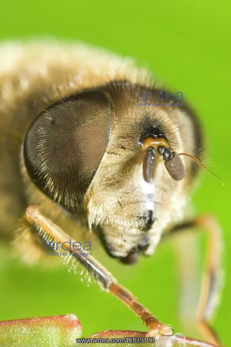 : Drone Fly - showing eye : Drone Fly - showing eye