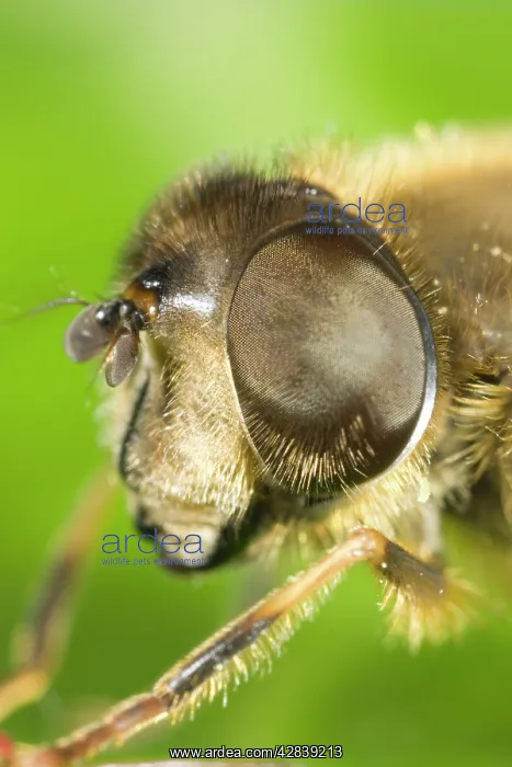 : Drone Fly - showing eye : Drone Fly - showing eye