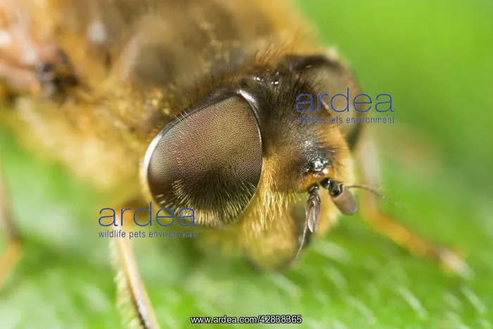 : Drone Fly - showing eyes : Drone Fly - showing eyes