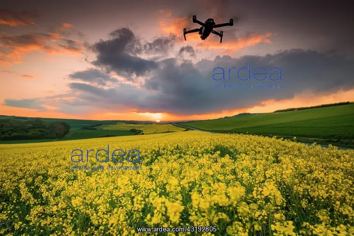 : Drone flying over a Rape field (Brassica napus) : Drone flying over a Rape field (Brassica napus)