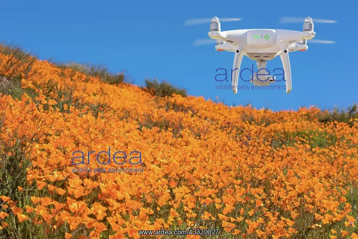  : Drone flying above seasonal california poppies bloom