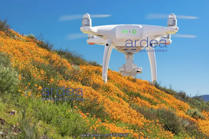 : Drone flying above seasonal california poppies bloom : Drone flying above seasonal california poppies bloom