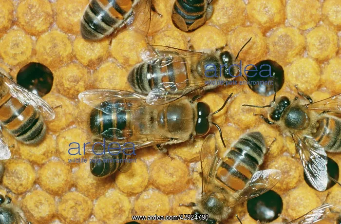 : Drone Honeybee : Drone Honeybee