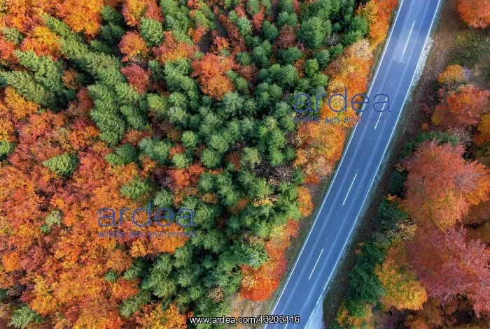 : Drone image, autumnal forest along the main road : Drone image, autumnal forest along the main road