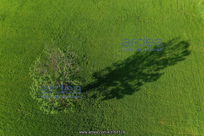 : Drone image, deciduous tree in a meadow casts long : Drone image, deciduous tree in a meadow casts long