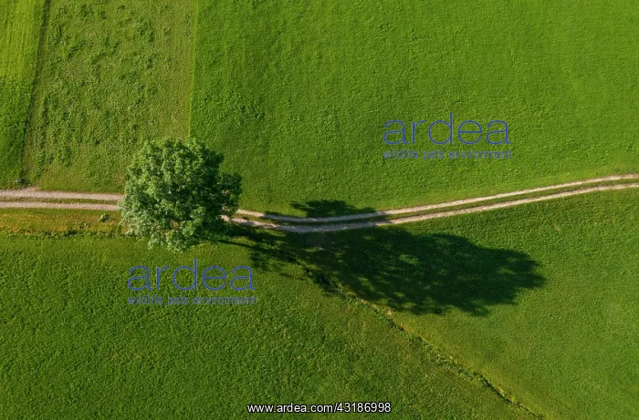 : Drone image, field path with deciduous tree in a : Drone image, field path with deciduous tree in a