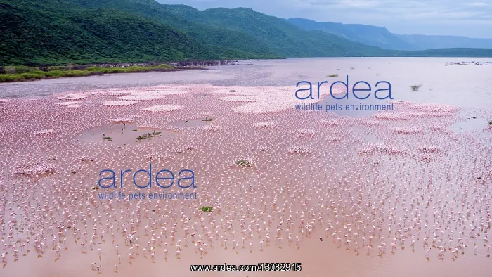 : from a drone machine : from a drone machine
