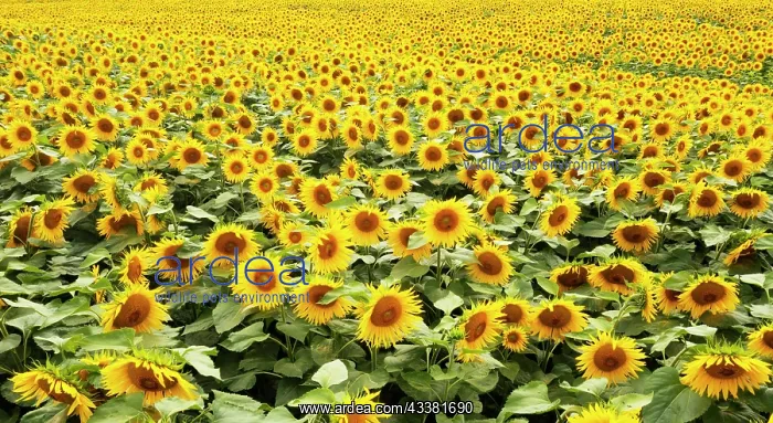 : Drone photo, sunflowers (Helianthus annuus) in a : Drone photo, sunflowers (Helianthus annuus) in a