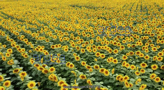 : Drone photo, sunflowers (Helianthus annuus) in a : Drone photo, sunflowers (Helianthus annuus) in a