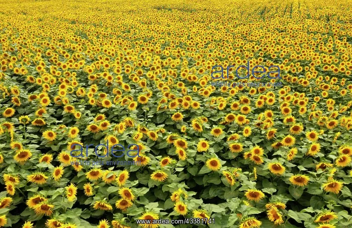 : Drone photo, sunflowers (Helianthus annuus) in a : Drone photo, sunflowers (Helianthus annuus) in a