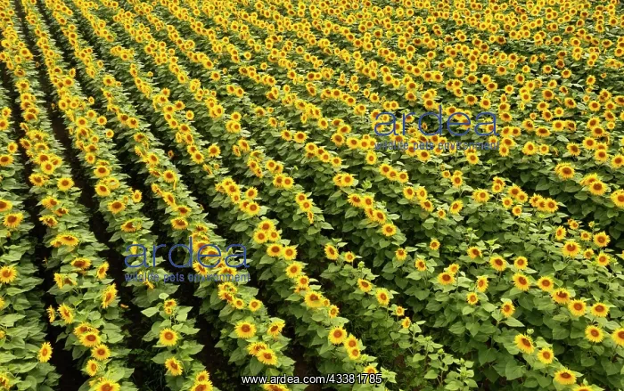 : Drone photo, sunflowers (Helianthus annuus) in a : Drone photo, sunflowers (Helianthus annuus) in a