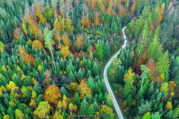 : Drone shot, autumn in the Swabian Forest, Herrenbachtal : Drone shot, autumn in the Swabian Forest, Herrenbachtal