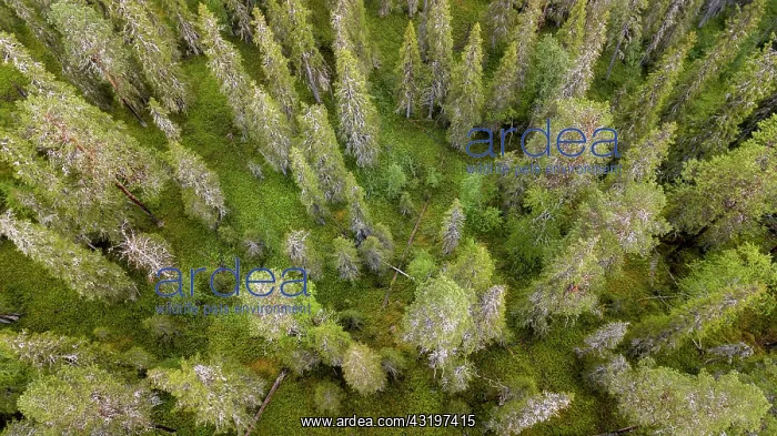  : Drone shot, boreal, arctic conifers, forest, moss