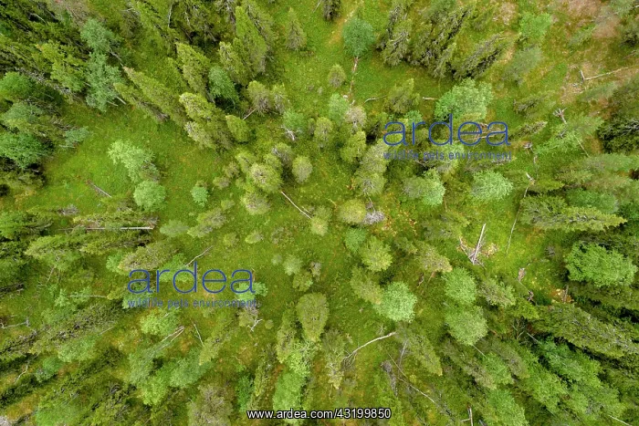 : Drone shot, boreal, arctic conifers, forest, moss : Drone shot, boreal, arctic conifers, forest, moss