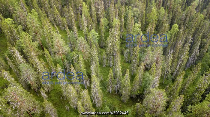 : Drone shot, boreal, arctic conifers, forest, moss : Drone shot, boreal, arctic conifers, forest, moss