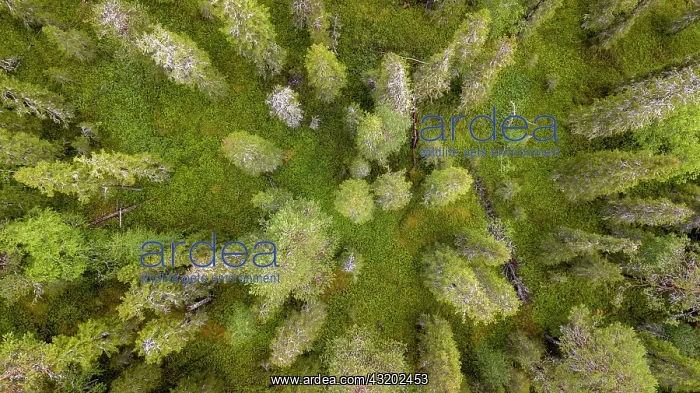 : Drone shot, boreal, arctic conifers, forest, moss : Drone shot, boreal, arctic conifers, forest, moss