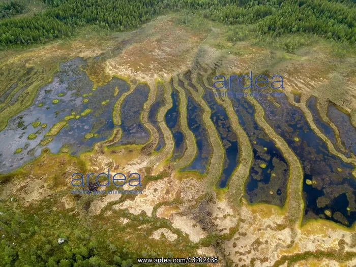 : Drone shot, moor landscape, wetland, abstract structures : Drone shot, moor landscape, wetland, abstract structures