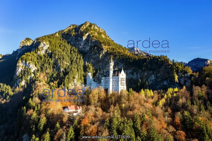 : Drone shot, Neuschwanstein Castle in autumn, Schwangau : Drone shot, Neuschwanstein Castle in autumn, Schwangau