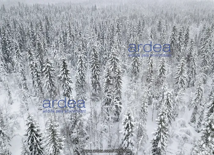 : Drone shot, snow-covered trees in the arctic forest : Drone shot, snow-covered trees in the arctic forest