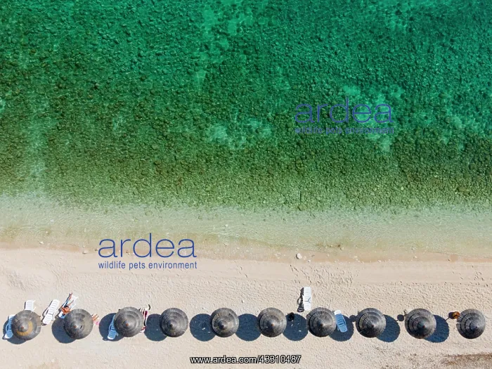 : Drone shot, sunshades on the beach with turquoise : Drone shot, sunshades on the beach with turquoise