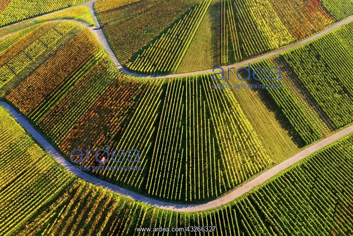 : Drone shot, vineyards in autumn, near Str&, x2dc2696c;bach : Drone shot, vineyards in autumn, near Str&, x2dc2696c;bach