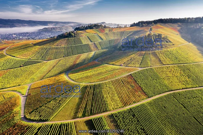 : Drone shot, vineyards in autumn, near Str&, x2dc2696c;bach : Drone shot, vineyards in autumn, near Str&, x2dc2696c;bach