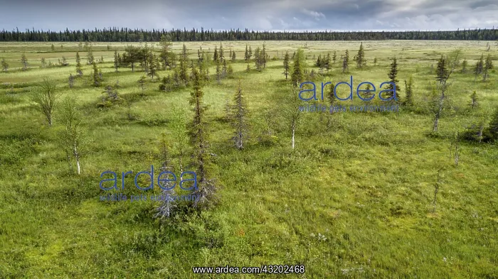 : Drone view, aerial photo, arctic boreal forest with : Drone view, aerial photo, arctic boreal forest with