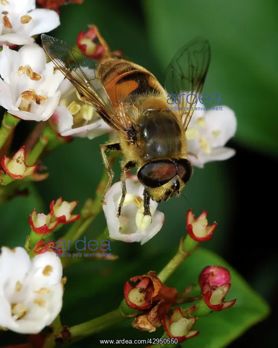 : Dronefly - male common garden hoverfly, feeding on pollen : Dronefly - male common garden hoverfly, feeding on pollen