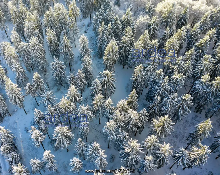: Drones shot, snow-covered Spruces (Picea) from above : Drones shot, snow-covered Spruces (Picea) from above