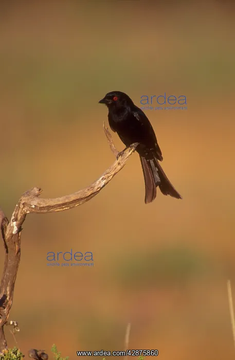 : Drongo - Showing forked tail and red eye : Drongo - Showing forked tail and red eye