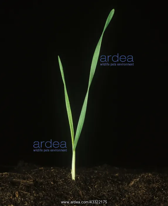 : Drooping brome seedling : Drooping brome seedling